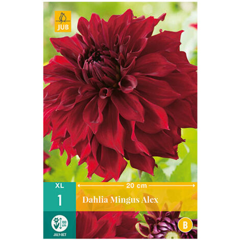 1 DAHLIA MINGUS ALEX. . Marque : Jub. Réf. : 101270