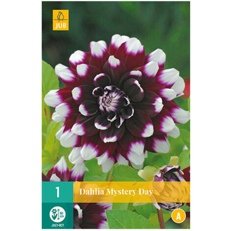 1 DAHLIA MYSTERY DAY. . Marque : Jub. Réf. : 100550