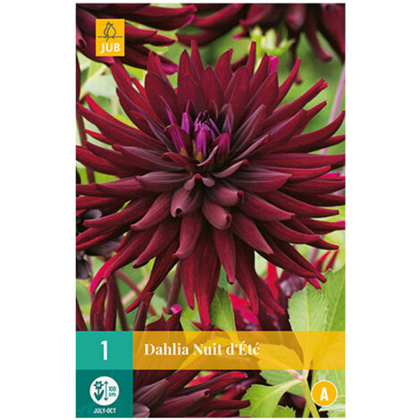 1 DAHLIA NUIT DÉTÉ. . Marque : Jub. Réf. : 101760