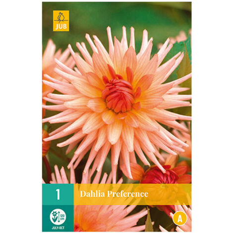 1 DAHLIA PREFERENCE. . Marque : Jub. Réf. : 101820