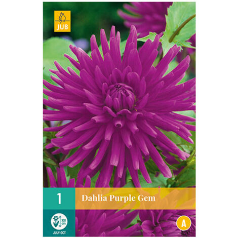 1 DAHLIA PURPLE GEM. . Marque : Jub. Réf. : 101850