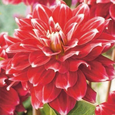 1 Dahlia red rock. . Marque : Jub. Réf. : 100650