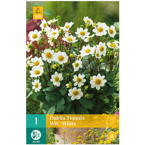 1 DAHLIA TOPMIBLANC. . Marque : Jub. Réf. : 103660