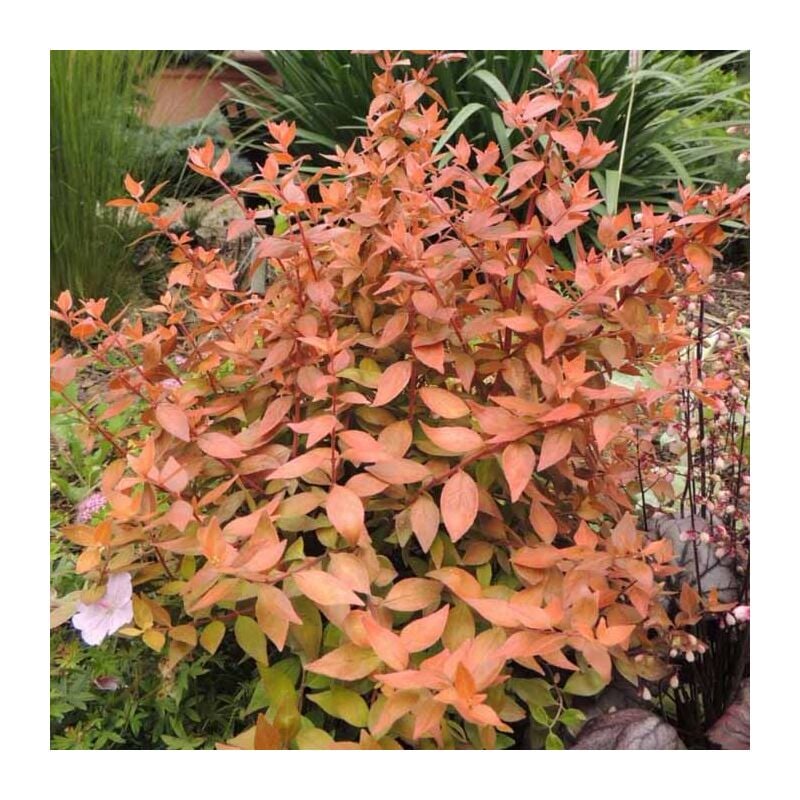 Peragashop - 1 pianta di abelia grandiflora caramel vaso 20CM piante da esterno