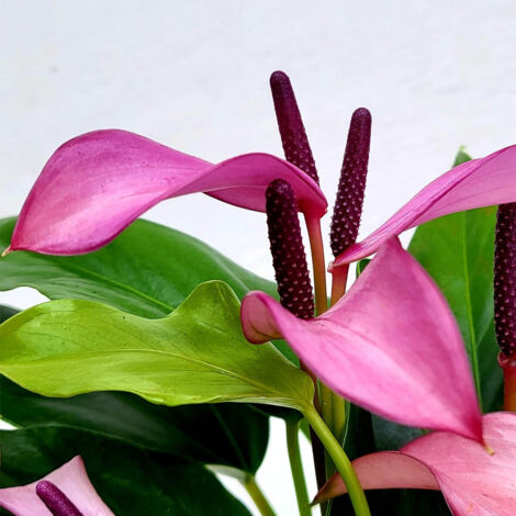 1 PIANTA DI ANTHURIUM ZIZOU VIOLA IN VASO 12CM DA INTERNO APPARTAMENTO