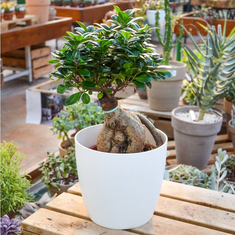 Peragashop - ficus ginseng bonsaï en pot de 20CM