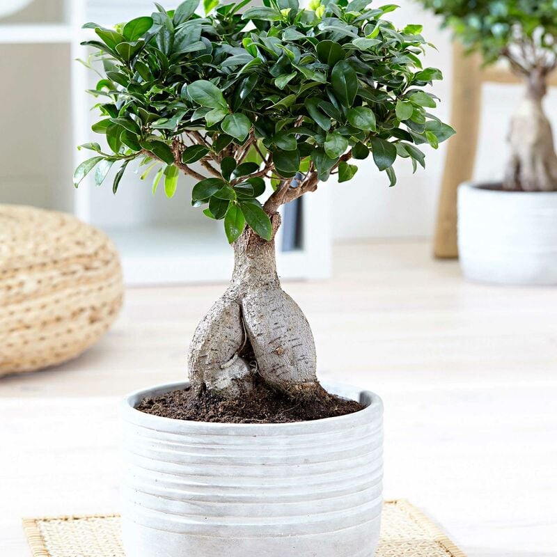 Peragashop - bonsai ficus microcarpa vase 9CM