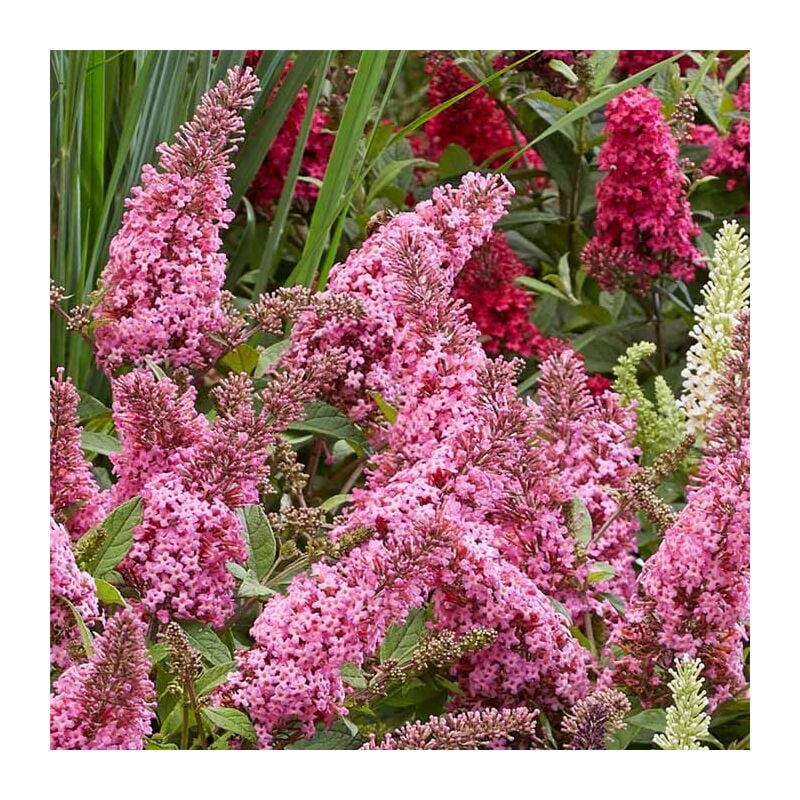 1 pianta di buddleja davidii little pink vaso 18CM piante da esterno