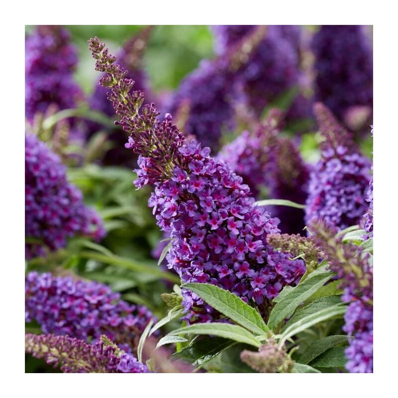 1 pianta di buddleja davidii little purple vaso 18CM