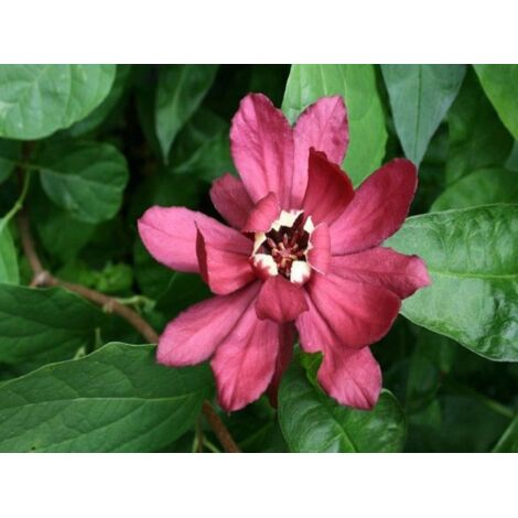 1 PIANTA DI CALYCANTHUS HARTLAGE WINE IN VASO DA 32CM, DA ESTERNO, CADUCIFOGLIA