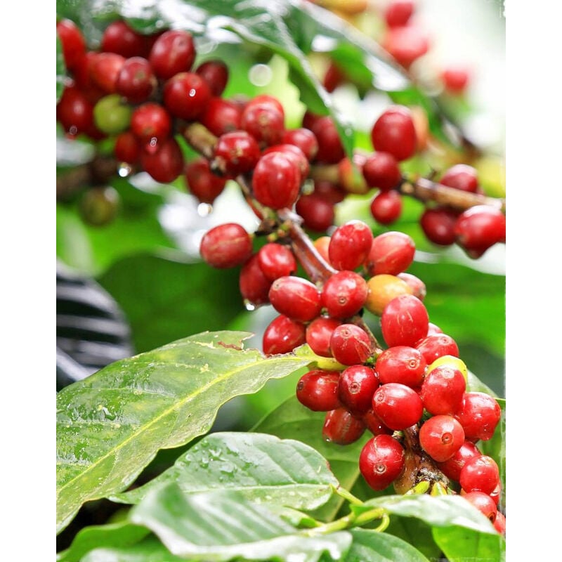 Peragashop - caféier coffea arabica en tasse 6CM