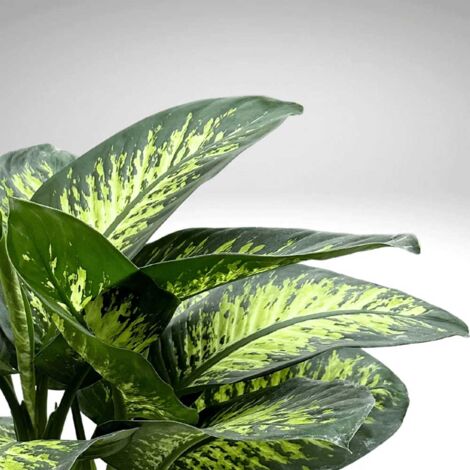 1 PIANTA DI DIEFFENBACHIA TROPIC SNOW VASO 17CM