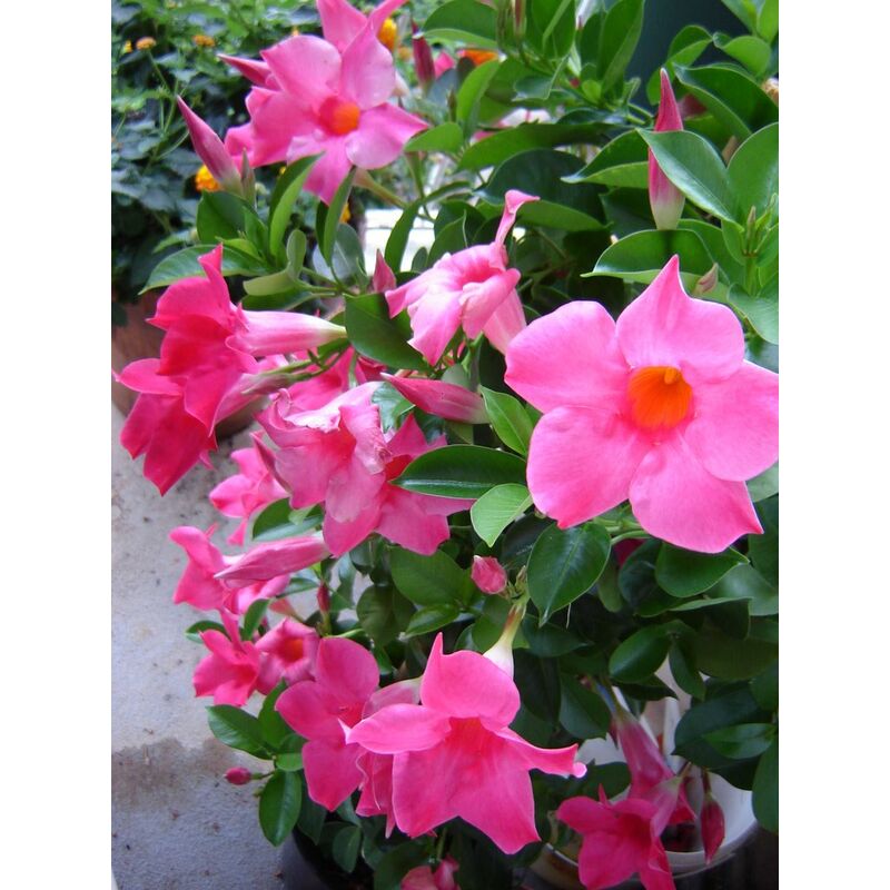 Image of Peragashop - 1 pianta di dipladenia rosa vaso 14CM sempreverdi e rampicanti mandevilla
