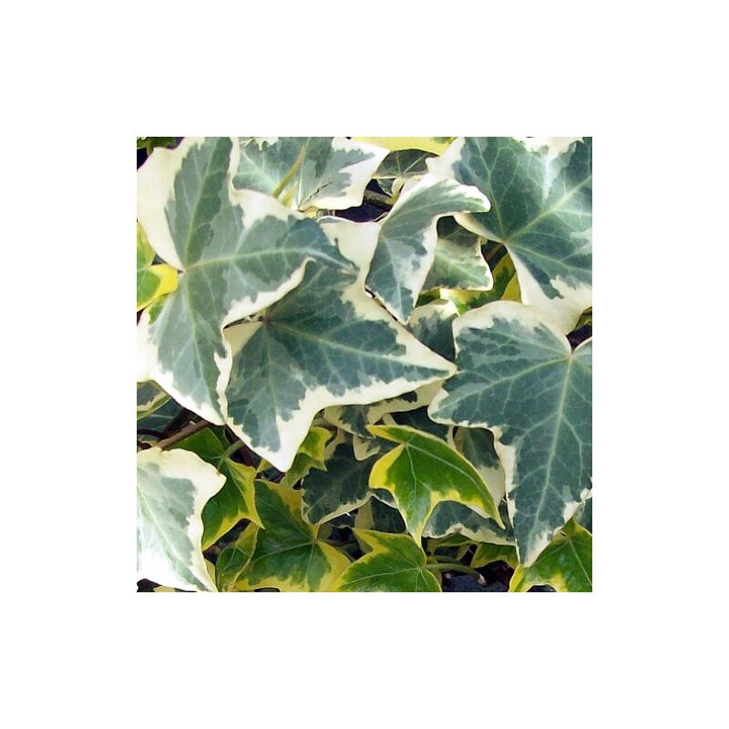 Image of Peragashop - 1 pianta di edera helix eva in vaso 13CM rampicante