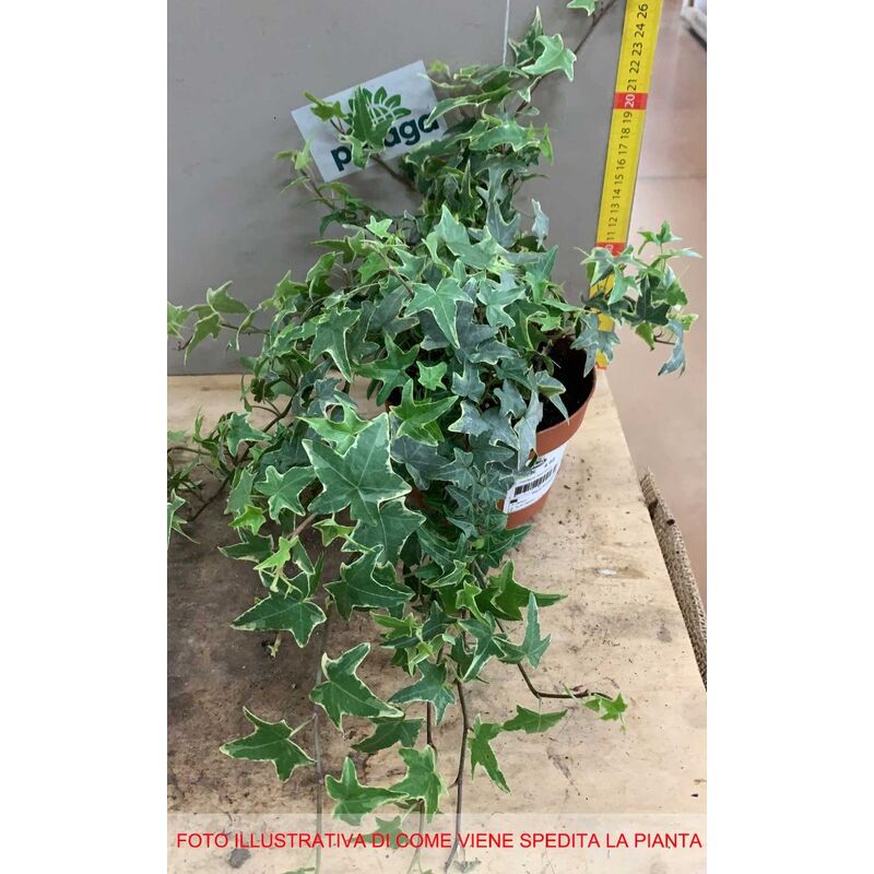 Image of Peragashop - 1 pianta di edera monalisa vaso 13CM