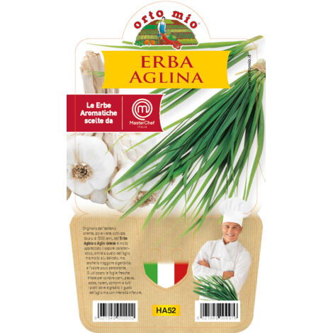 1 PIANTA DI ERBA AGLINA VASO 14CM MASTERCHEF ORTOMIO AROMATICHE