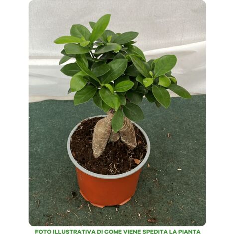 1 PIANTA DI FICUS MICROCARPA GINSENG VASO 12CM DA INTERNO
