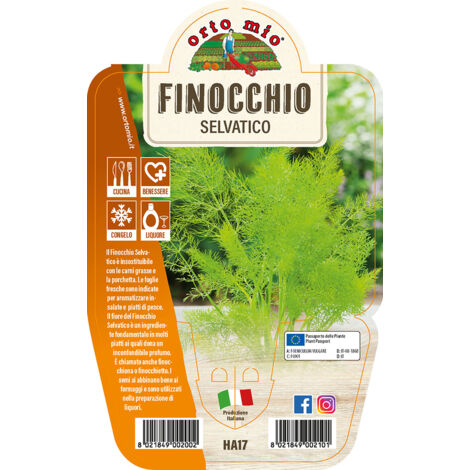 1 PIANTA DI FINOCCHIO SELVATICO VASO 14CM