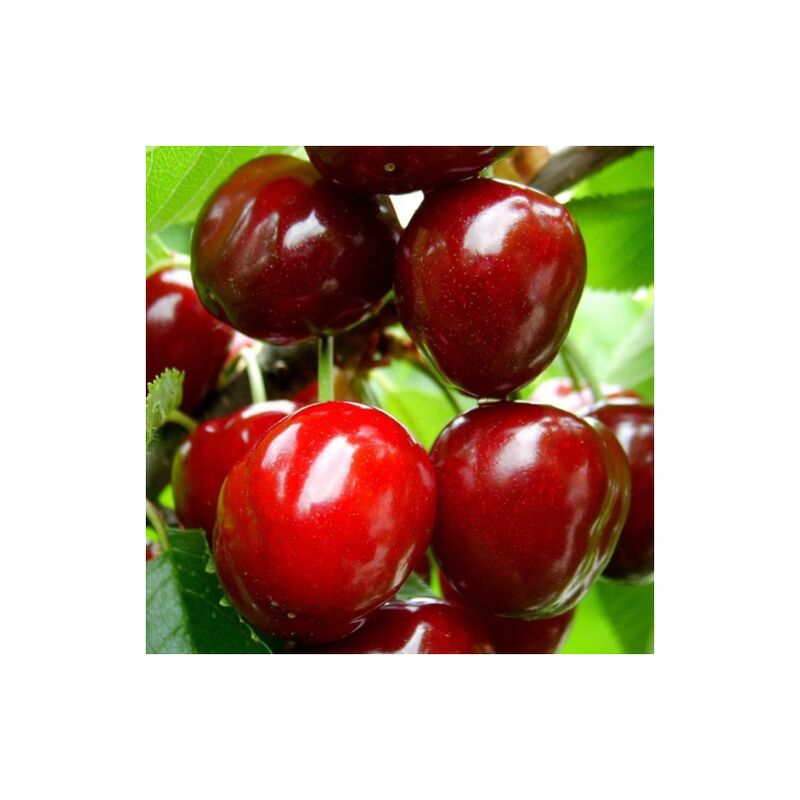 Bigarreau Morreau Cherry Fruits en pot de 20 cm
