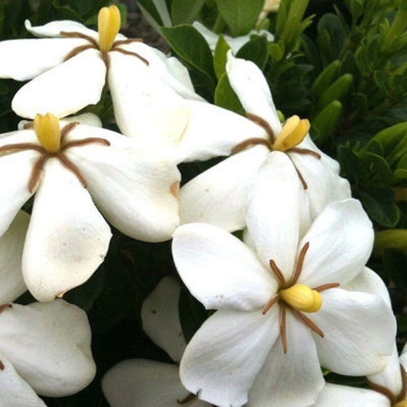 Image of 1 Pianta Di Gardenia Jasminoides Kleim'S Hardy Vaso 17cm Fiori Stellati Cerosi