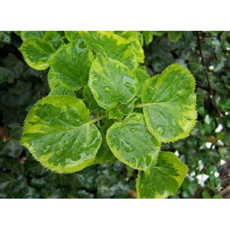 1 PIANTA DI HYDRANGEA ANOMALE GOLDEN TOUCH IN VASO DA 16CM, DA ESTERNO, CADUCIFOGLIA