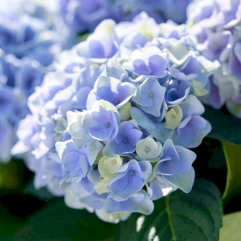 1 PIANTA DI HYDRANGEA MAGICAL BLU IN VASO DA 23CM , PIANTE DA ESTERNO, CADUCIFOGLIA