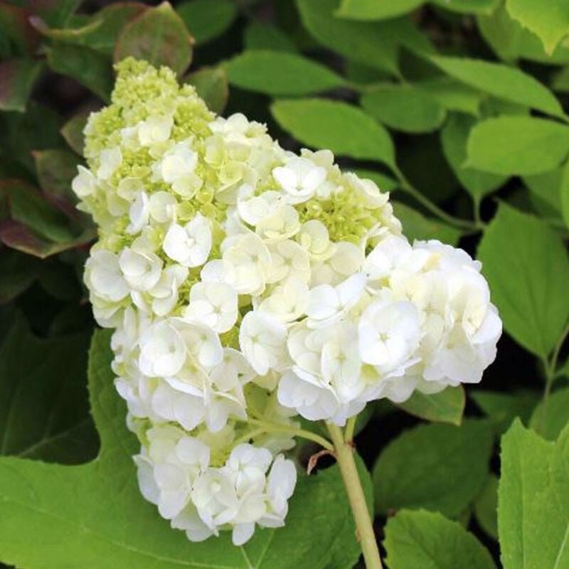 Image of Peragashop - 1 pianta di hydrangea quercifolia harmony vaso 18CM vaso 18CM piante da esterno