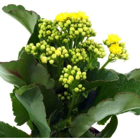 1 PIANTA DI KALANCHOE FIORE DOPPIO GLITTERATA IN VASO 12CM SUCCULENTA DA APPARTAMENTO