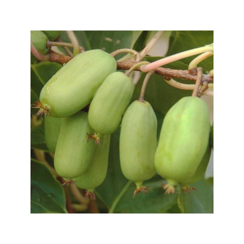 Peragashop - kiwi arguta jumbo vert plante femelle (1 plante)