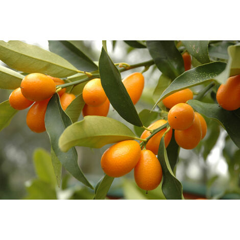 1 PIANTA DI KUMQUAT MANDARINO CINESE IN VASO 20CM agrumi orto giardino