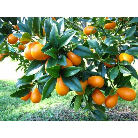 1 PIANTA DI KUMQUAT MARGARITA MANDARINO CINESE IN VASO DECORATO 22CM agrumi orto giardino