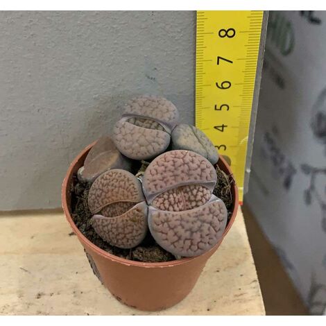 Asparagus Plumosus 25-30cm in vaso ELHO Vibes Fold 14cm giallo | Leroy Merlin