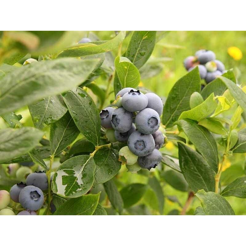 Peragashop - bleuet géant d'amérique duke (1 plante)