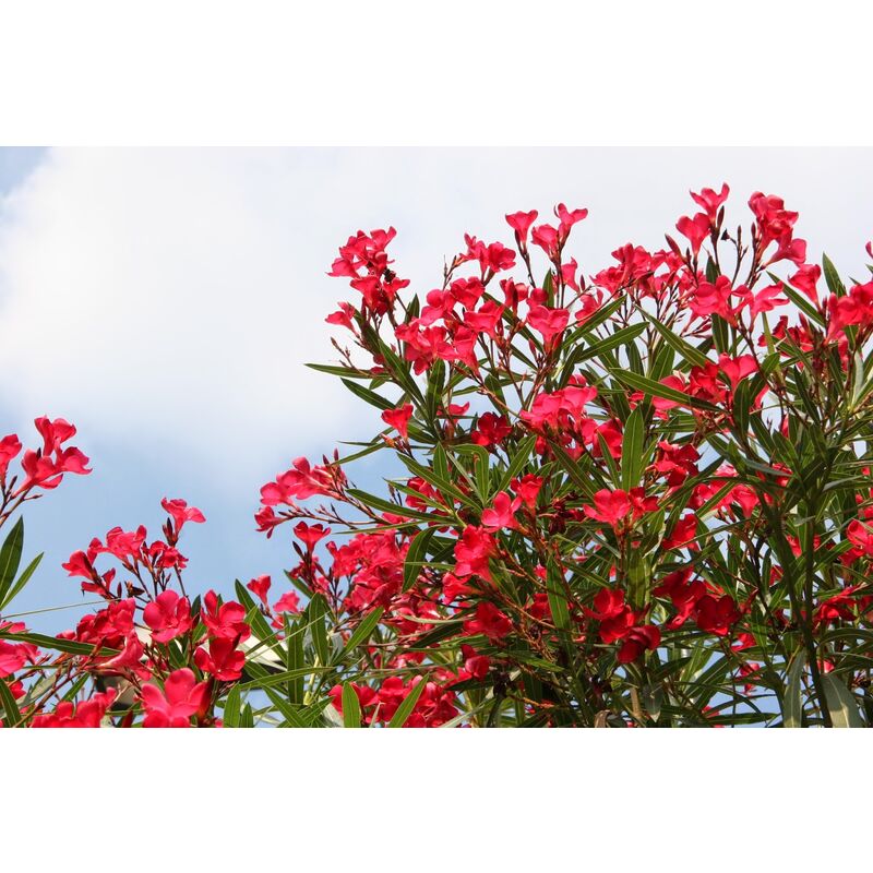 Image of 1 pianta di oleandro rosso vaso 18CM Nerium Oleander