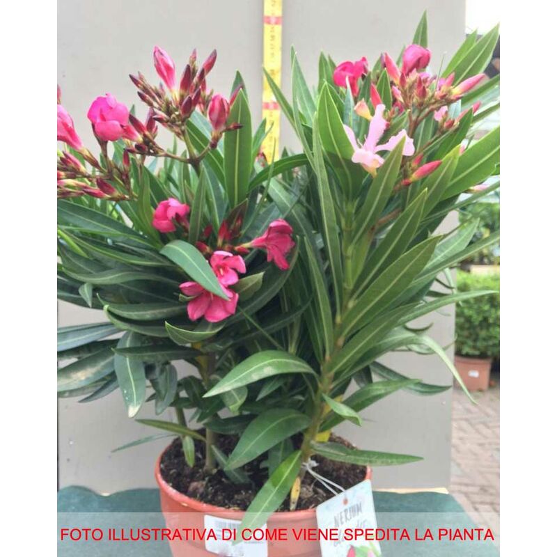 Image of 1 pianta di oleandro tricolor vaso 20CM Nerium Oleander