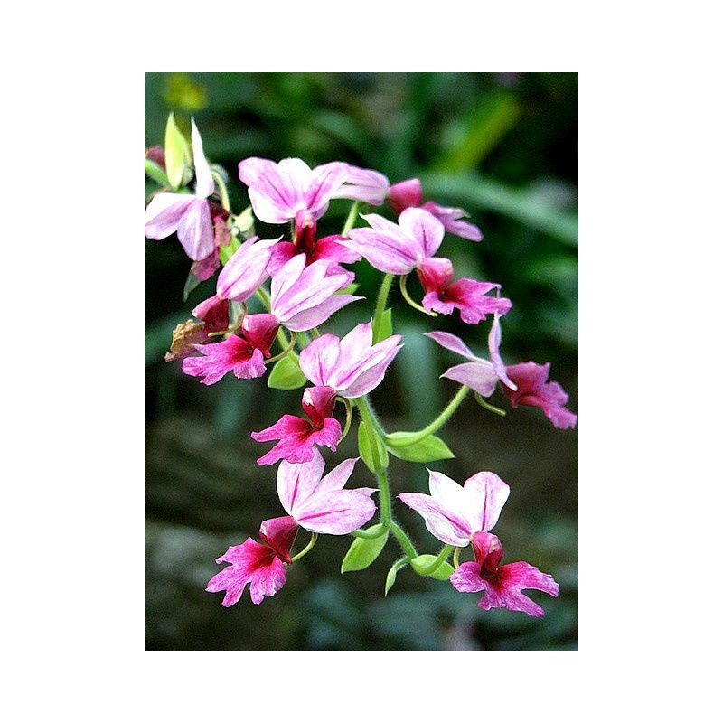 Image of Peragashop - 1 pianta di orchidea da giardino calanthe ext vaso 12CM orchidee da giardino colore assortito