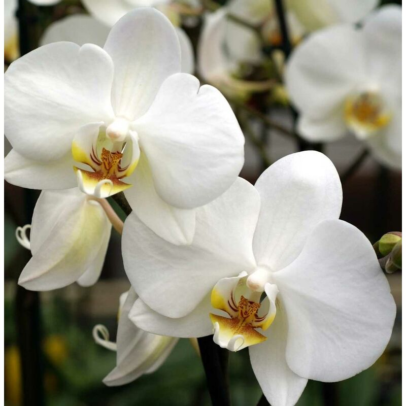 Image of Peragashop - 1 pianta di orchidea phalaenopsis bianca vaso 10CM
