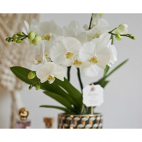 Kit rinvaso orchidee completo - Vaso trasparente Ø 13 cm +