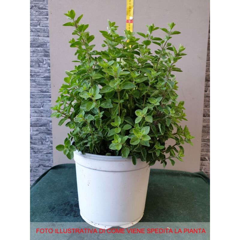 Image of Peragashop - 1 pianta di origano in vaso 18CM aromatiche orto giardino