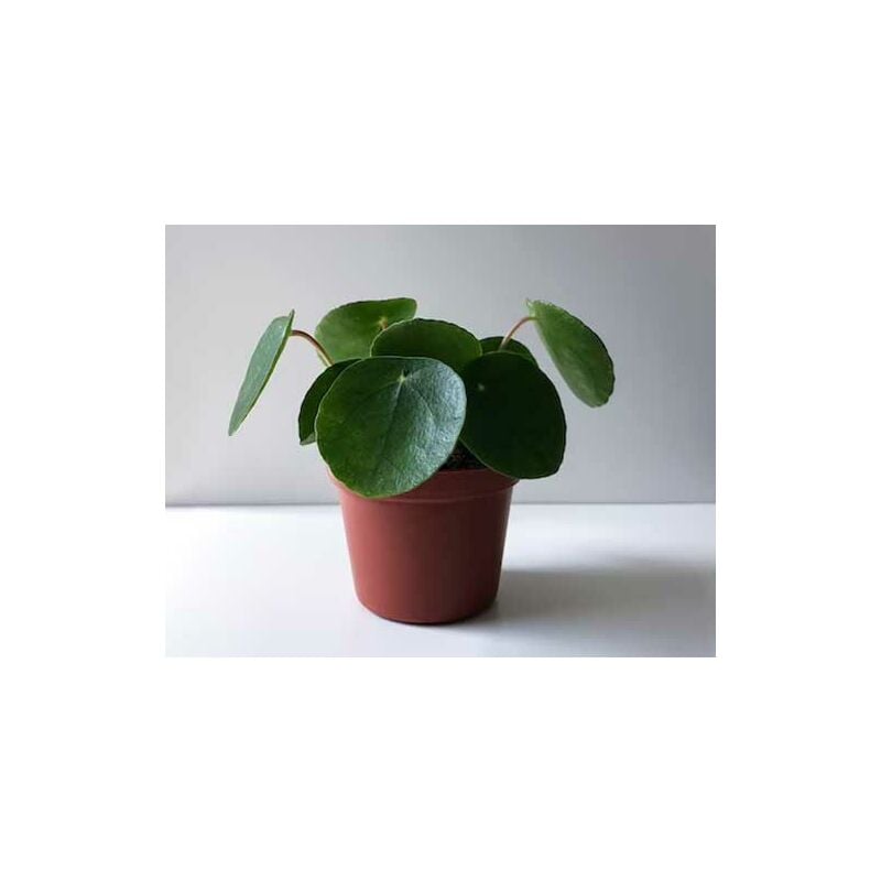 Peragashop - pilea peperomioides mini plante de pièces vase 6CM