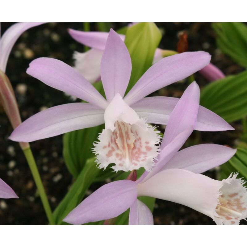 Image of Peragashop - 1 pianta di pleione formosana vaso 10.5CM orchidea di terra
