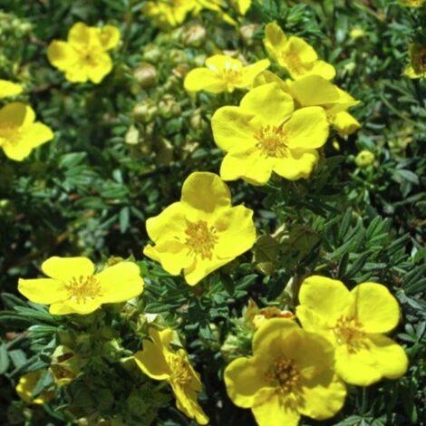 1 PIANTA DI POTENTILLA FRUTICOSA GOLDFINGER IN VASO 18CM, PIANTE DA ESTERNO, CADUCIFOGLIA