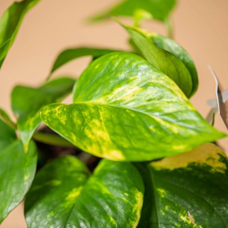 Image of 1 pianta di pothos aurea vaso 10CM pianta da appartamento purifica l'aria