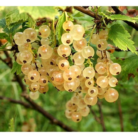 1 PIANTA DI RIBES BIANCO WERDAVIA (1 PIANTA)