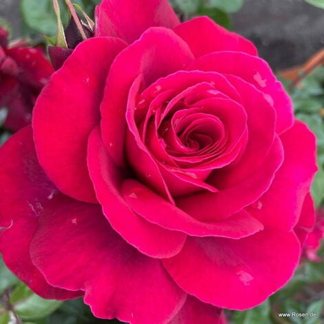 1 PIANTA DI ROSA BELLEVUE IN VASO 14CM
