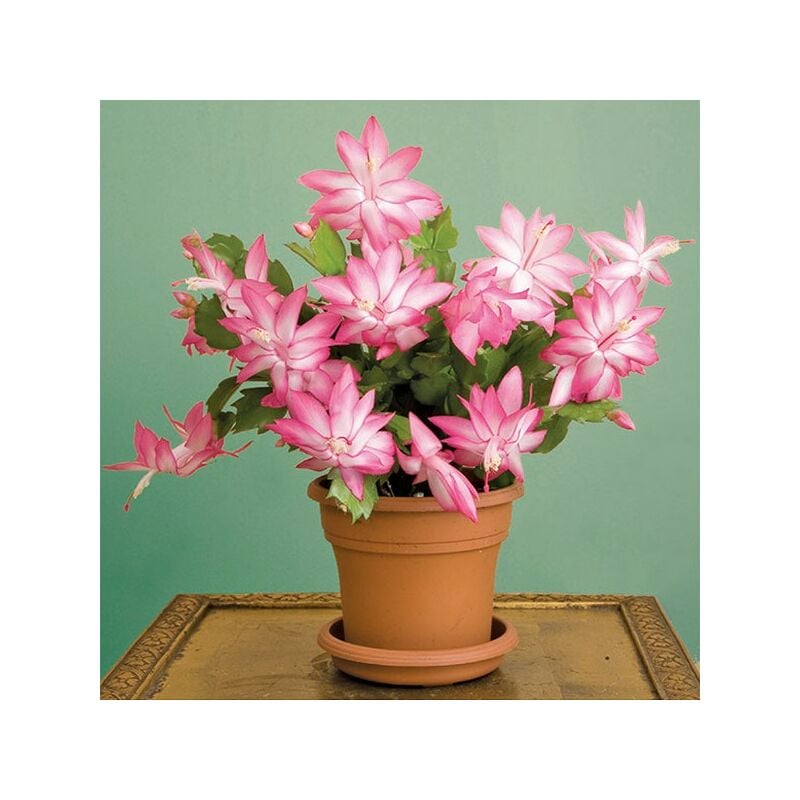 Image of 1 pianta di schlumbergera rosa cactus di natale in vaso 17CM