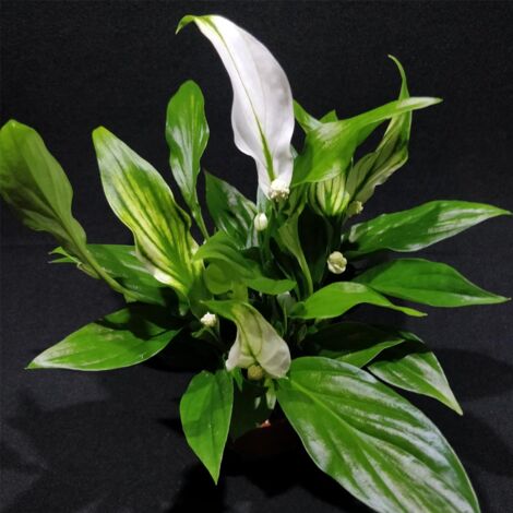 1 PIANTA DI SPATHIPHYLLUM PEARL MIGNON VASO 6CM PIANTA DA APPARTAMENTO