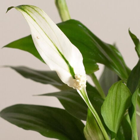 PERAGASHOP 1 PIANTA DI SPATHIPHYLLUM PEARL VASO 9CM SPATIFILLO PIANTA DA APPARTAMENTO