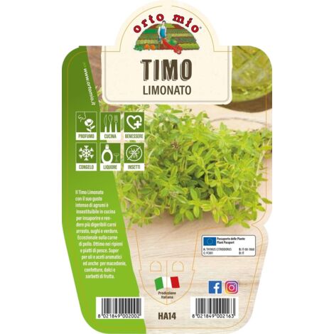 1 PIANTA DI TIMO LIMONATO VASO 14CM