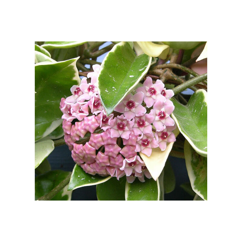 Image of Peragashop - 1 pianta hoya krimson queen fiore di cera vaso 12CM Perenni